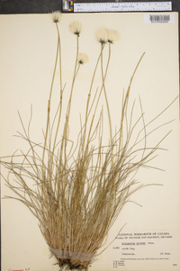 Eriophorum spissum image