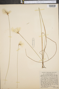 Eriophorum tenellum image