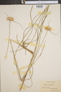 Eriophorum virginicum image