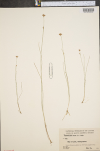 Rhynchospora alba image