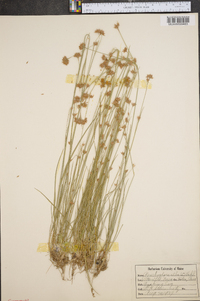 Rhynchospora alba image