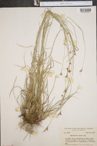 Rhynchospora cymosa image