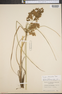 Scirpus atrocinctus image