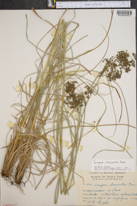 Scirpus atrocinctus image