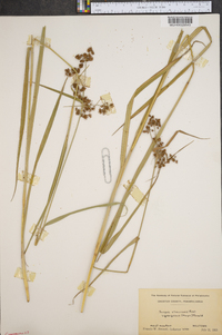 Scirpus atrovirens var. georgianus image