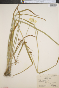 Scirpus atrovirens var. georgianus image