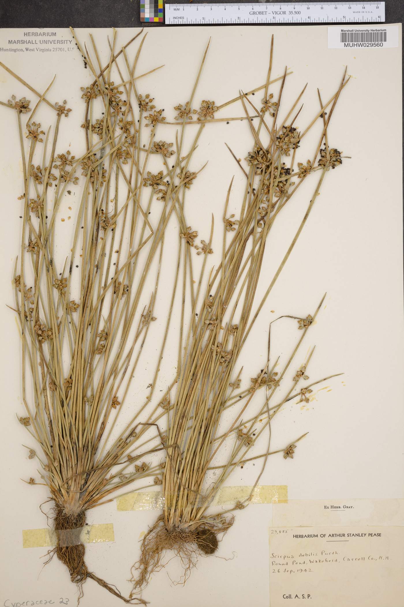 Scirpus debilis image