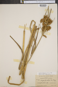 Schoenoplectus fluviatilis image
