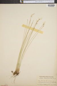 Scirpus hudsonianus image