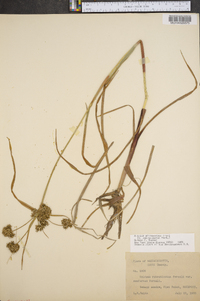 Scirpus microcarpus image