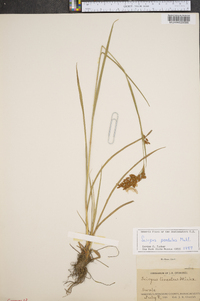 Scirpus pendulus image