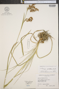 Scirpus pendulus image