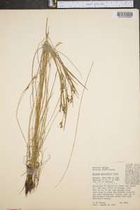 Scleria reticularis image