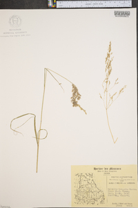 Agrostis borealis image