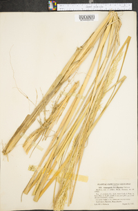 Ammophila breviligulata image