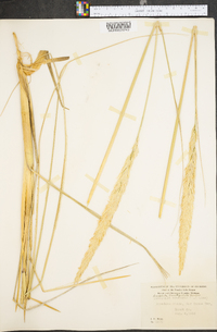 Ammophila breviligulata image