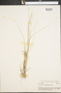 Aristida purpurascens image