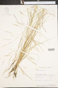 Aristida ternipes image