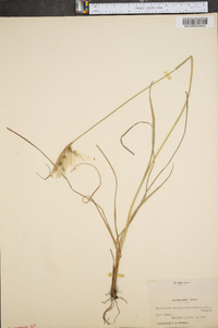 Eriophorum viridicarinatum image