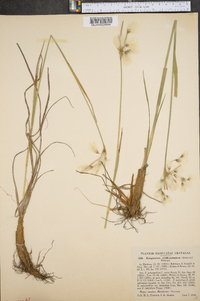 Eriophorum viridicarinatum image