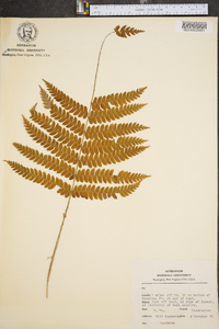 Dryopteris goldieana image