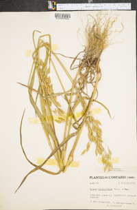 Bromus briziformis image