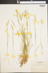 Bromus catharticus image