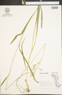 Bromus commutatus image