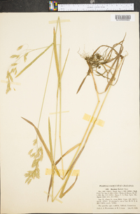 Bromus kalmii image