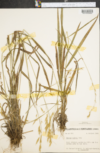 Bromus kalmii image