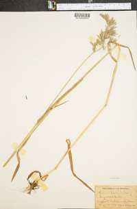 Bromus kalmii image