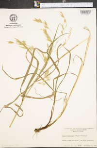 Bromus latiglumis image