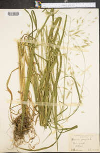 Bromus purgans image