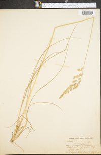 Calamagrostis stricta image