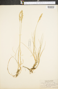 Calamagrostis pickeringii image