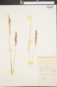 Calamagrostis purpurascens image