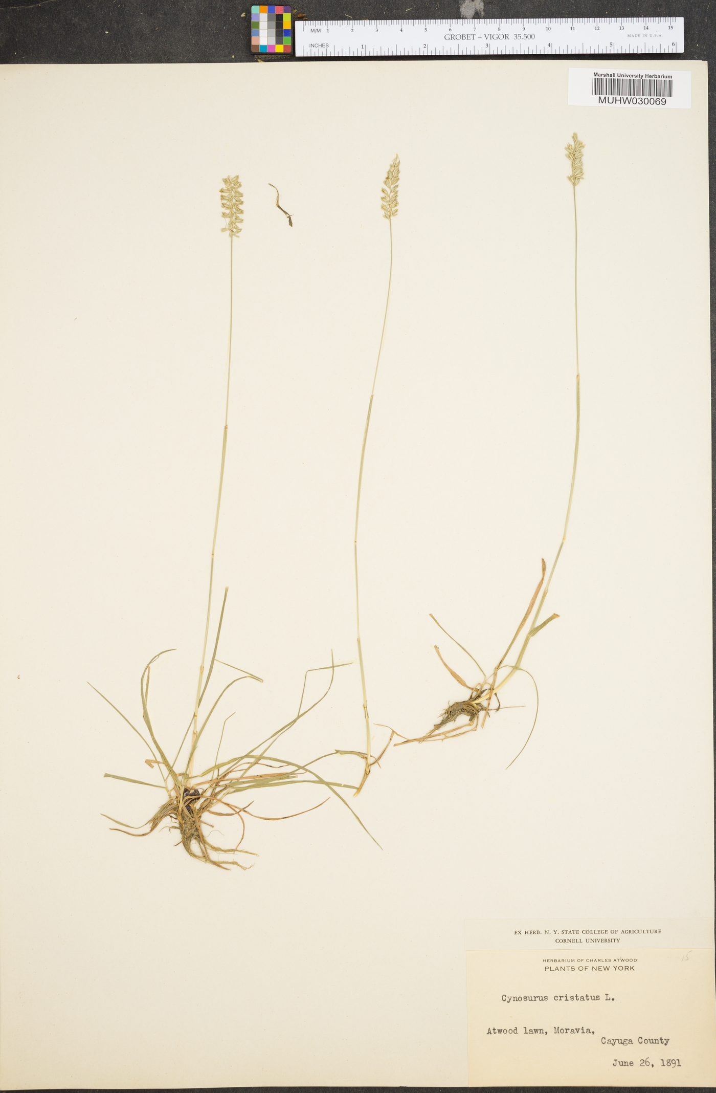 Cynosurus cristatus image