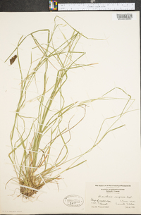 Danthonia compressa image