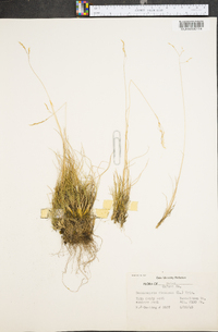 Deschampsia flexuosa image