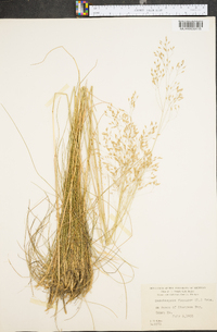 Deschampsia flexuosa image