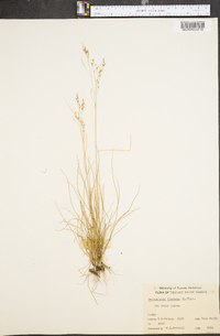 Deschampsia flexuosa image