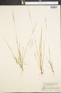 Digitaria laeviglumis image