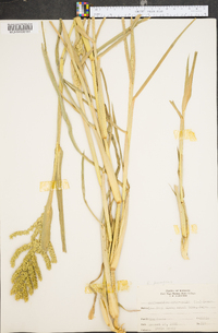 Echinochloa muricata var. muricata image