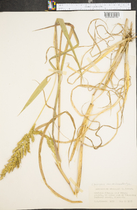 Echinochloa muricata var. microstachya image