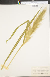 Echinochloa walteri image