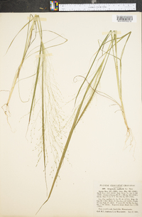 Eragrostis capillaris image