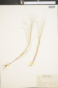 Eragrostis capillaris image