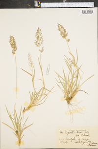 Eragrostis neesii image