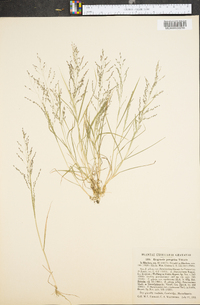 Eragrostis pilosa image