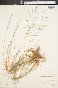 Eragrostis pilosa image